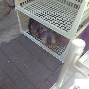 Meet your Posher, Leigh